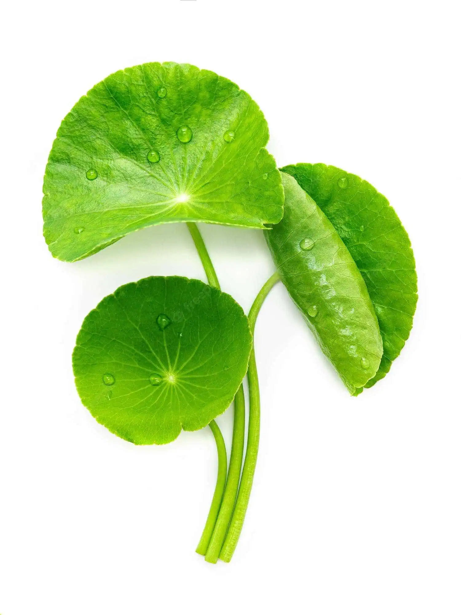 Centella-Asiatica