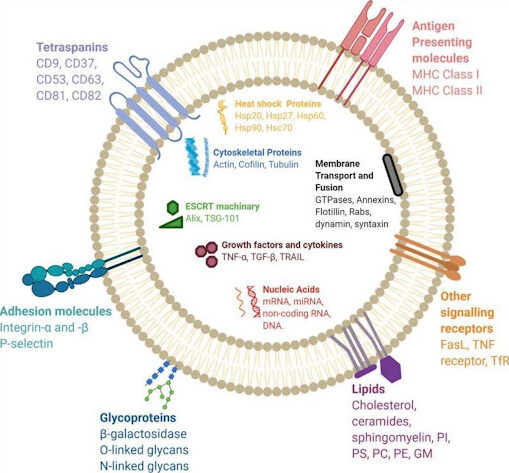 components-of-an-exosome