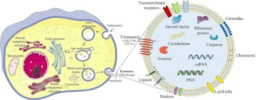 exosome-formation-explained