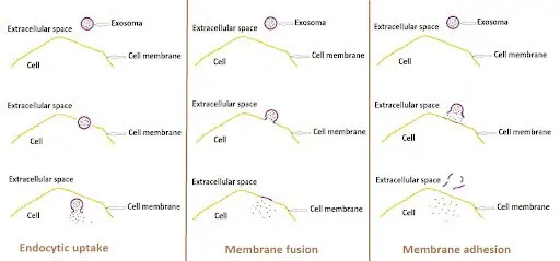 how-exosomes-interact-with-cells