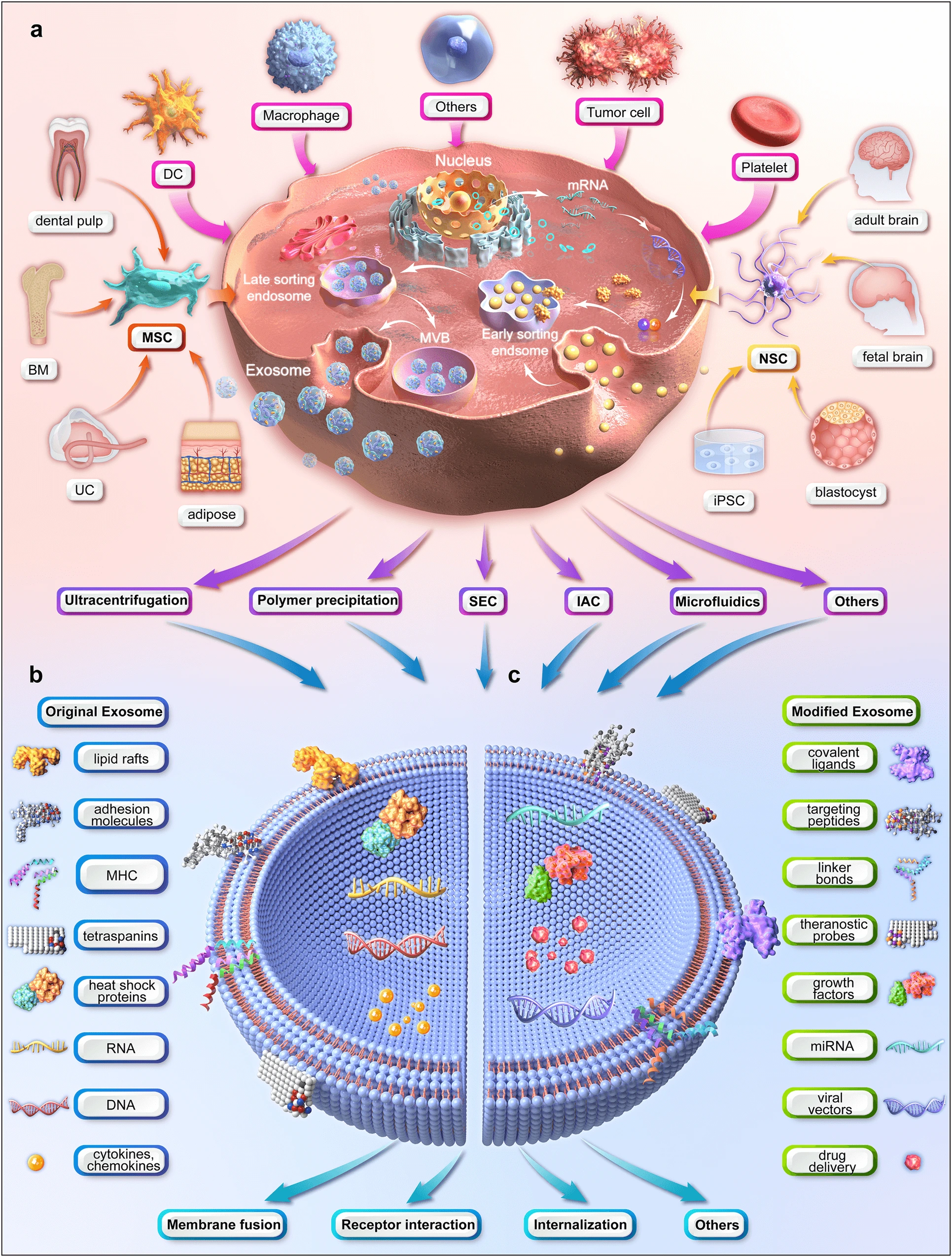 human-stem-cell-exosomes-illustration